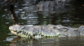 Krokodile in Thailand