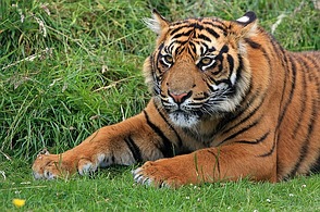 Tiger sind scheu!