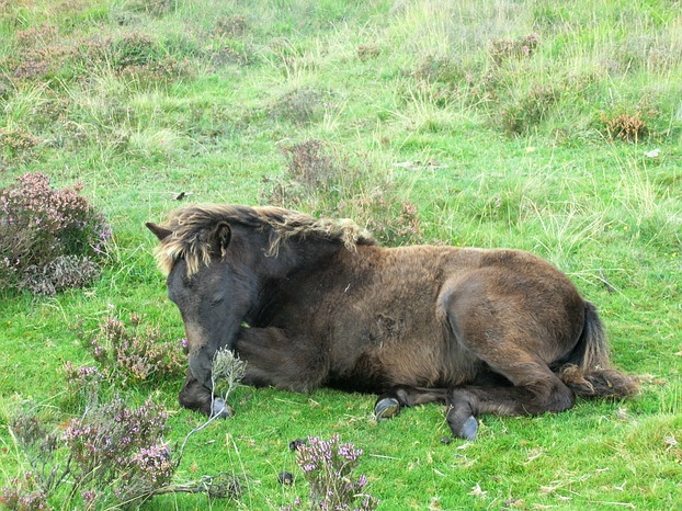 Echtes Dartmoor-Pony Fohlen