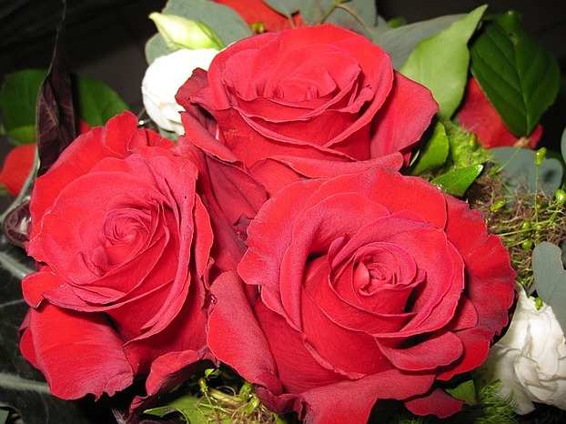 Rote Rosen als Zeichen der Liebe am ...