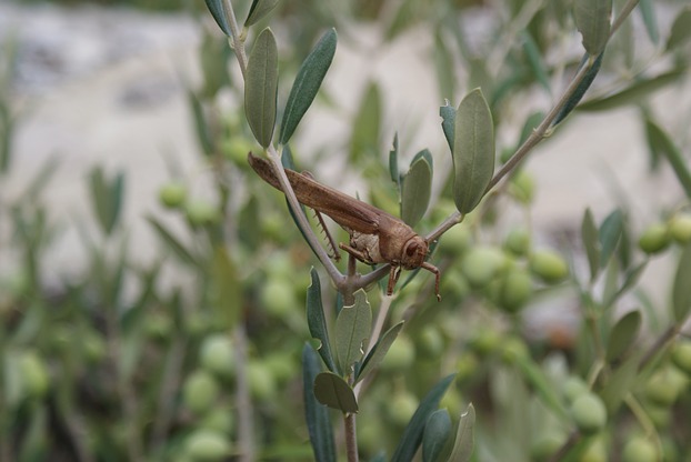 Zikade im Olivenbaum