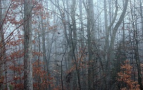 Der Wald im kalten Winter