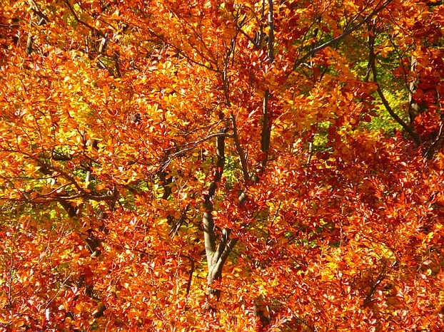 Schöne Herbstfarben, wie sie die ...
