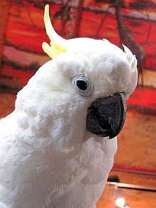 Kakadu Flori