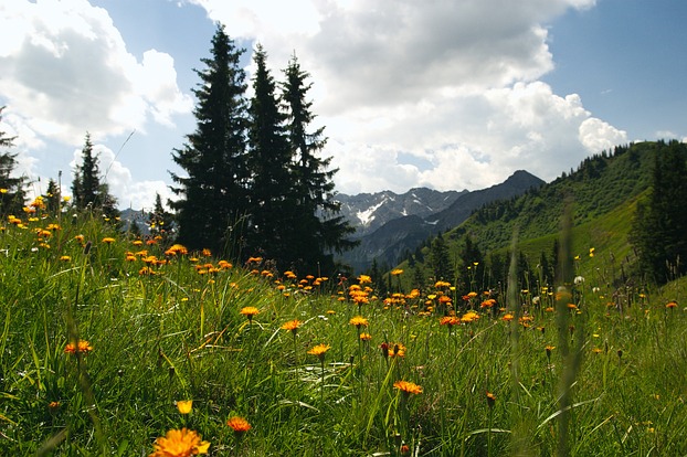 Almwiese in Südtirol