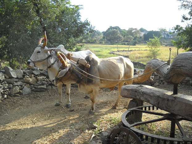 Kühe auf dem Land, Indien