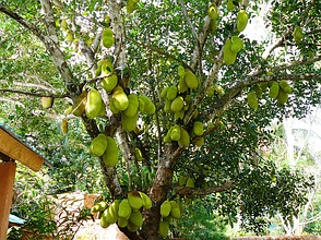 Baum mit Früchten