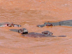 Hippos gefunden