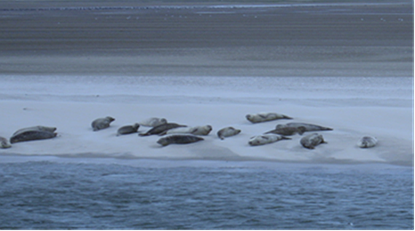 Seehunde auf ihrer Sandbank im ...