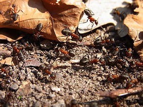 Ameisen können nützliche Gartenhelfe ...