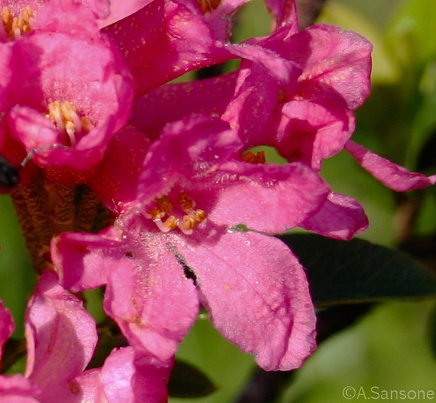 Rhododendron hirsutum Blüte bewimpert