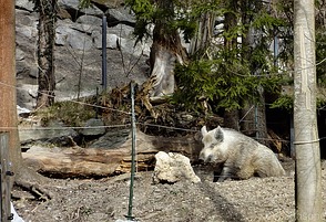 Wildschwein im Alpenzoo