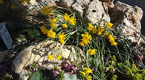 Narcissus serotina