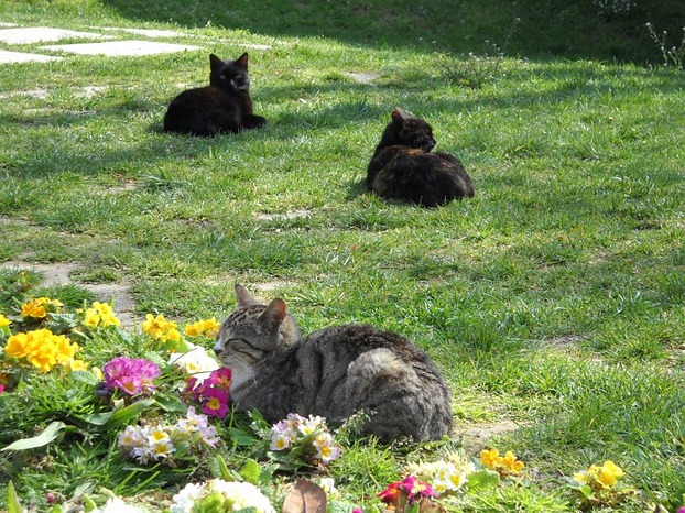 Katzen genießen die Frühlingssonne ...