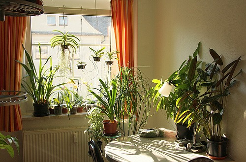 Palmen in der Wohnung