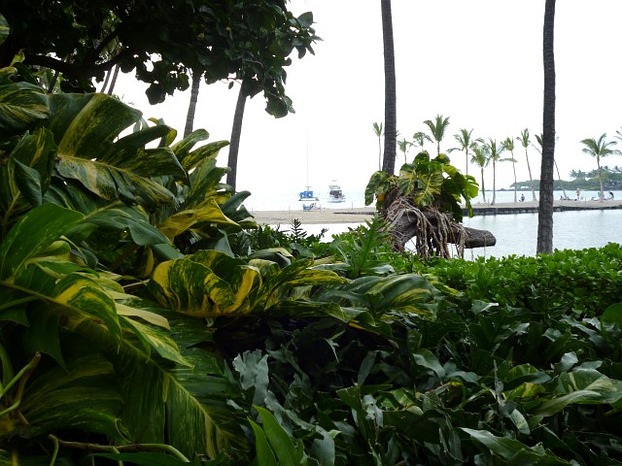 Waikoloa Marriott, Planzen und Lagune