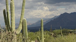Saguaro-Kakteen in Arizona