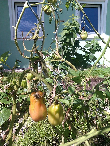 "Ochsenherz" - eine Tomatensorte ...