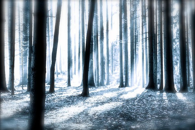 Geheimnisvoller Wald