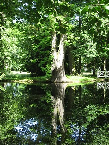Knorrige Bäume stehen am Teich im ...