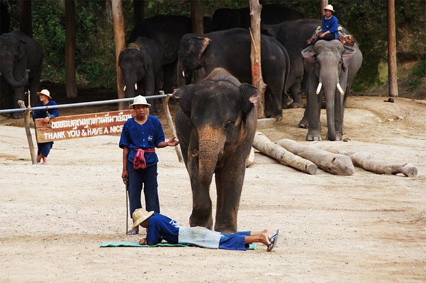 Chiang Mai: Elefantencamp