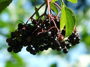schwarzer Holunder Beeren