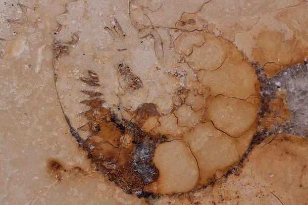 Nautilus Fossilie