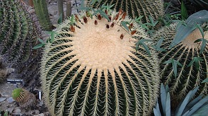 Echinocactus grusonii Hildm.