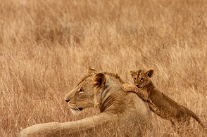 Löwin und Junges