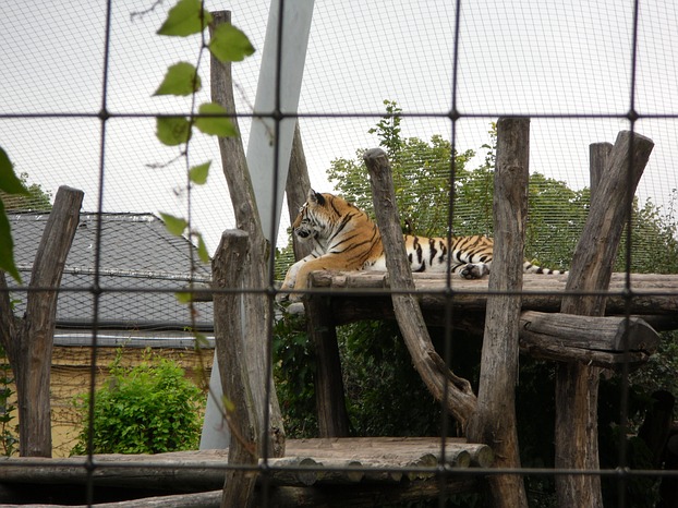 Tiger im Tiergarten Schönbrunn