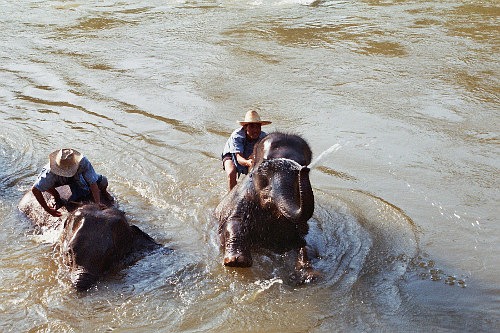 badende Elefanten in Thailand