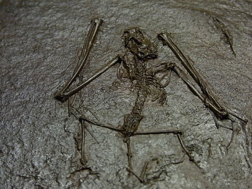 Fossil Fledermaus