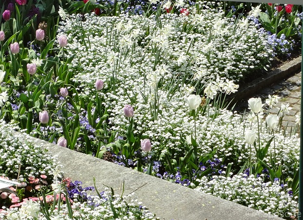 Blütengarten weiß im Frühling duftig