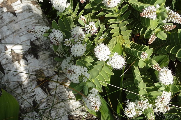 Blütengarten in Weiß: Hebe im Mai