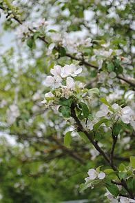 Apfelblüte in Sigmaringen