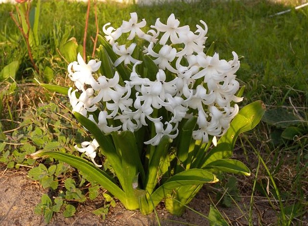 Weiße Hyazinthe im Garten - Heike Nedo
