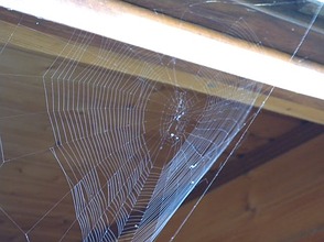 Spinnennetz in Türrahmen