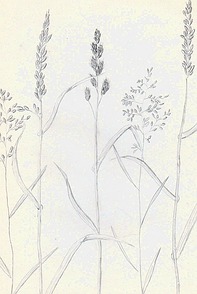Gräser am Wegesrand, Bleistiftzeichnung
