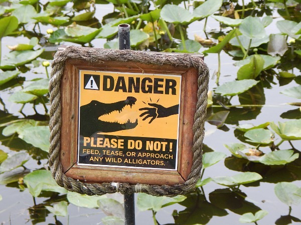 Keine Alligatoren füttern!