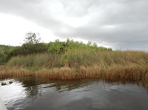 Der große Grasfluss - Everglades