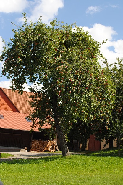Apfelbaum am Bodensee
