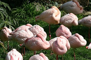 Flamingos schlafen im Stehen