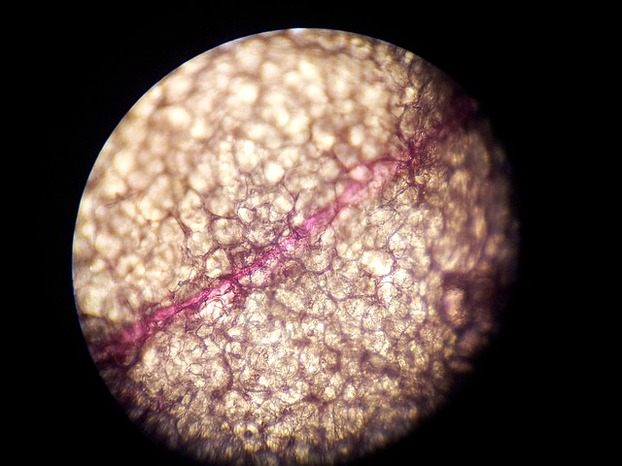 mikroskop-zellstruktur