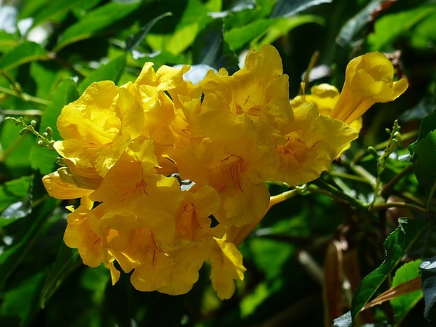 Trompetenbaumgewächs mit gelben Blüten