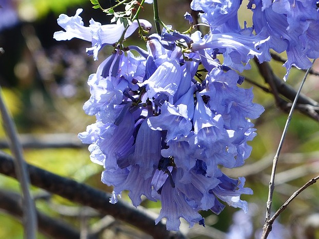 Trompetenbaumgewächs mit blau-violet ...