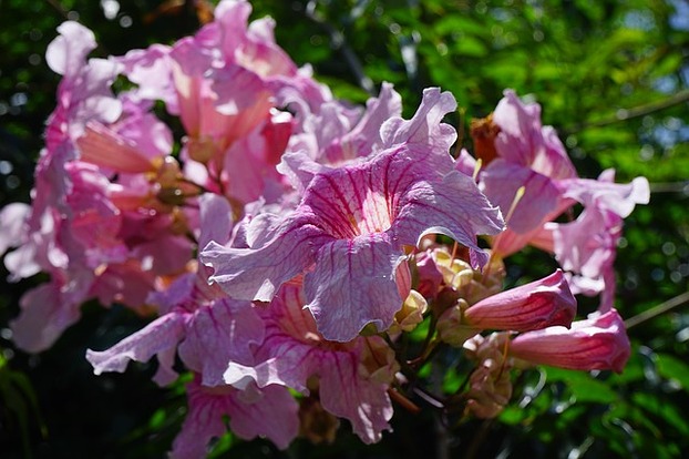 Trompetenbaumgewächs mit rosa Blüten