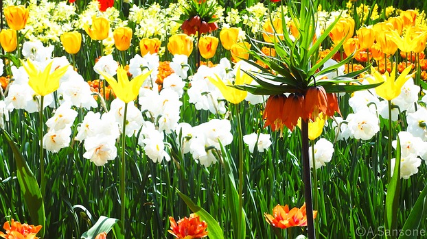 Kaiserkrone im Farb-Duell gegen Tulpen