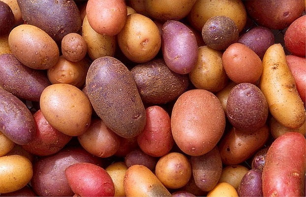Kartoffeln - in aller Vielfalt...