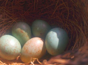 Osterfreitag - 5 Eier im Nest