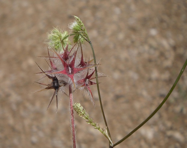 Sternklee - Trifolium stellatum